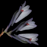Dendrobium vexillarius 