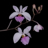 Holcoglossum kimballianum