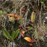Paphiopedilum wilhelminae a Bulbophyllum cruentum