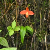 Phragmipedium besseae na stanovišti Ekvádor