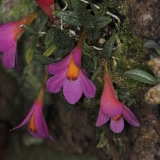 Dendrobium cuthbertsonii_7
