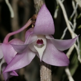 Dendrobium linguella