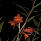Dendrobium melinanthum