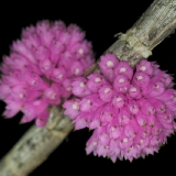 Dendrobium purpureum_2