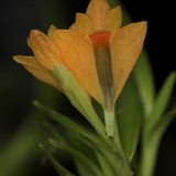 Dendrobium vexillarius