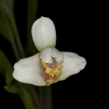 Maxillaria fletcheriana