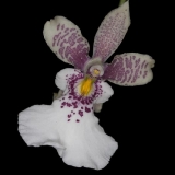 Oncidium phalaenopsis