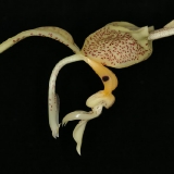 Stanhopea oculata 