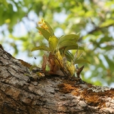 Dendrobium chrysotoxum