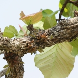 Dendrobium lindley (aggregatum)