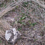Anacamptis pyramidalis v zimě