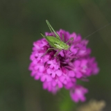 Anacamptis pyramidalis