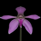 Ancistrochilus rothschildianus