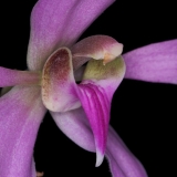 Ancistrochilus rothschildianus
