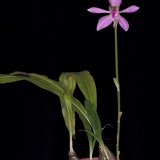 Ancistrochilus rothschildianus