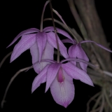 Barkeria spectabilis