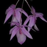 Barkeria spectabilis