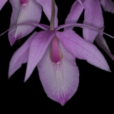 Barkeria spectabilis
