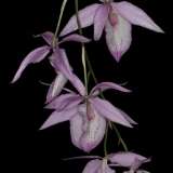 Barkeria spectabilis