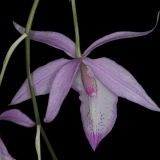 Barkeria spectabilis