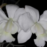 Cattleya walkeriana Pendentive