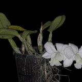 Cattleya walkeriana Pendentive