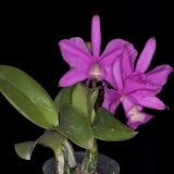 Cattleya nobilior