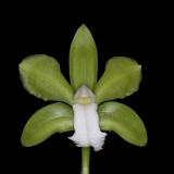 Cattleya bicolor 