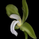 Cattleya bicolor 