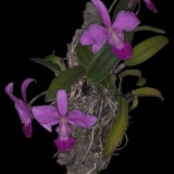 Cattleya walkeriana