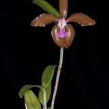 Cattleya granulosa vermehla x verde pintalgada