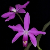 Cattleya violacea