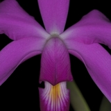Cattleya violacea