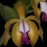 Cattleya porpyroglossa