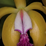 Cattleya porpyroglossa