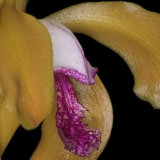 Cattleya porpyroglossa