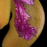 Cattleya porpyroglossa