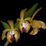 Cattleya porpyroglossa