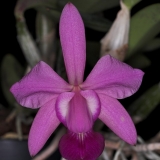 Cattleya walkeriana