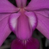 Cattleya walkeriana