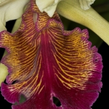 Cattleya aurea