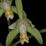 Cattleya mooreana
