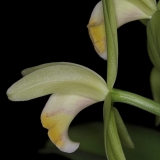 Cattleya mooreana