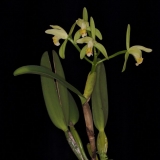 Cattleya mooreana