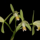 Cattleya mooreana