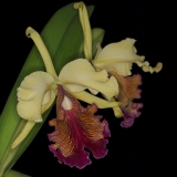 Cattleya aurea