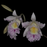 Cattleyopsis lindenii