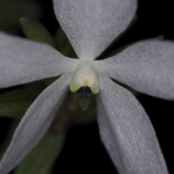 Ceratochilus biglandulosus