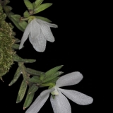 Ceratochilus biglandulosus