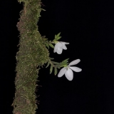 Ceratochilus biglandulosus